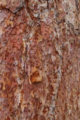 Tree bark close-up
