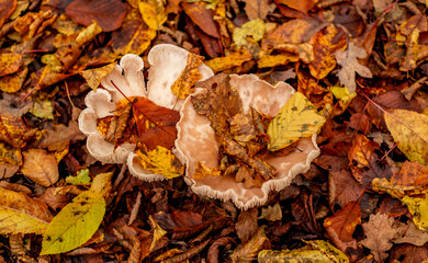 mushrooms among the autumn leaves