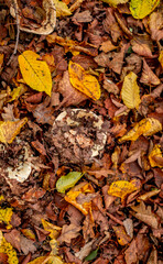 mushrooms among the autumn leaves