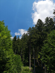 forest and sky