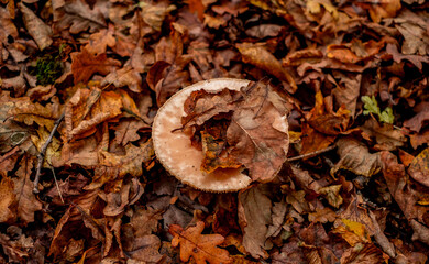 mushrooms among the autumn leaves