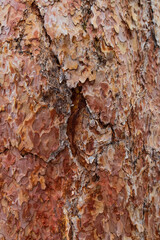 Tree bark close-up
