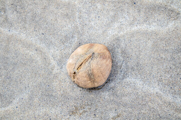 Fototapeta na wymiar Heart urchin or sea urchins on the sand at low tide