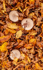 mushrooms among the autumn leaves