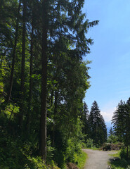 road in the forest