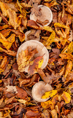 mushrooms among the autumn leaves