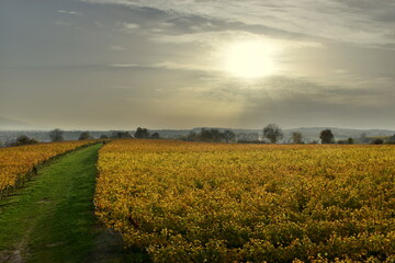 Obraz premium Weinberge in Freiburg-Opfingen im Herbst 