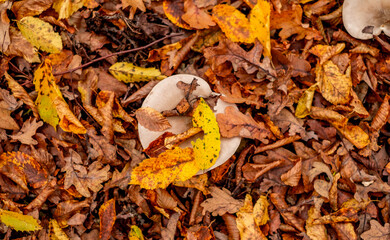 mushrooms among the autumn leaves