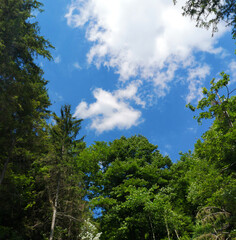 Fototapeta na wymiar blue sky and forest