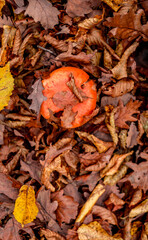 mushrooms among the autumn leaves