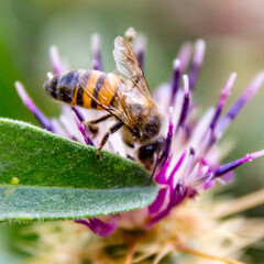 abeille SUR UNE FLEUR 