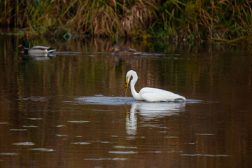 Silberreiher im Wasser stehend mit Fisch im Schnabel