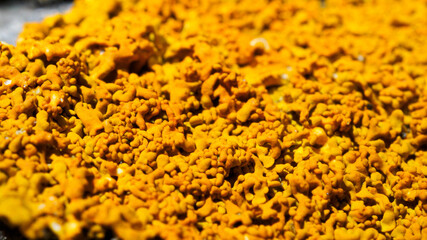 Close up of orange lichen