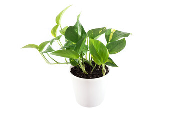 scindapsus in a white pot isolated on a white background.