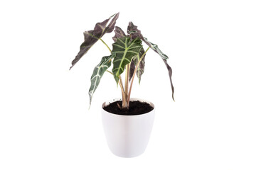 aglaonema plant in white pot isolated on white background.