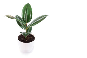  ficus in white pot isolated on white background.