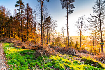 Fallen trees and lumber timber in autumn forest during beautiful sunset. Wood resource prepared for transport to lumber mill. Fresh and vibrant colors of nature.