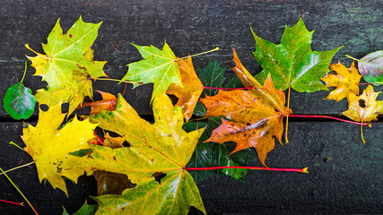 Top view of maple leaves in various colors on wooden stairs