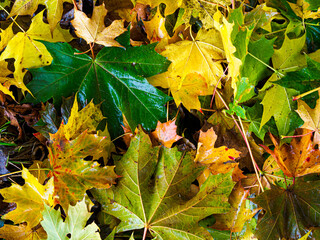 Top view of maple leaves in various colors on wooden stairs