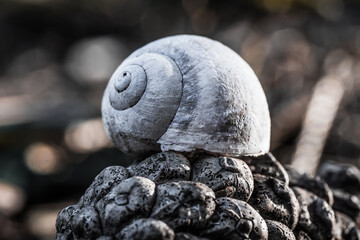 Coquille d'escargot sur une pomme de pin 
