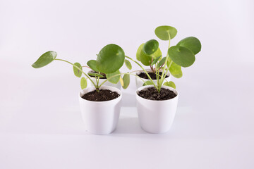 pilea plants in pots on a white
