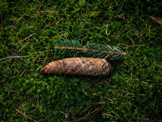 fir cone close up on ground in forest