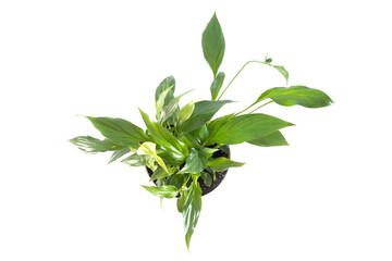 Obraz premium spathiphyllum plant isolated on white background.