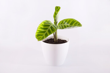 calathea plant in white pot isolated on white
