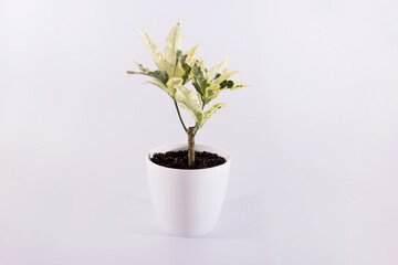 plant croton in a pot isolated on white background.
