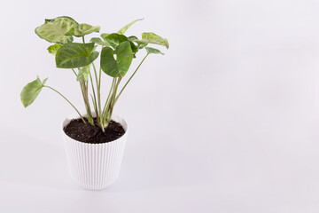 home plant syngonium in white pot isolated on white background.
