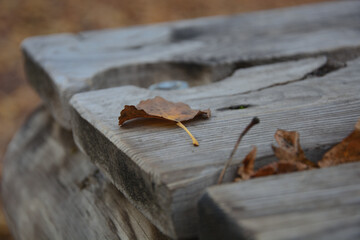 Yellow leaves are lying on a table in the Park .