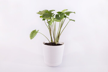home plant syngonium in white pot isolated on white background.