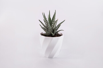 succulents plant in a pot on a white background.