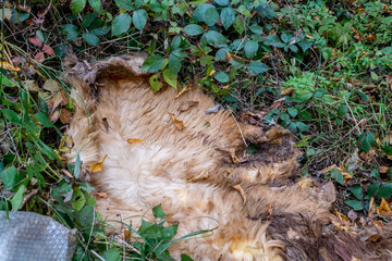dead sheep fur thrown in the woods