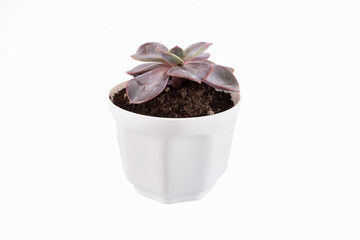 succulents plant in a pot on a white background.