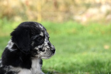 Border Collie dog puppy head side detail.