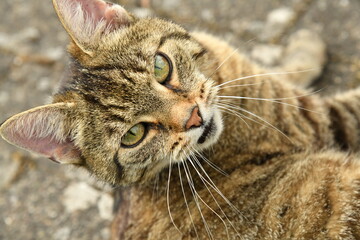 Getigerte Katze legt sich genau unter die Kamera des Fotografen und schaut wie ein professioneles Fotomodel