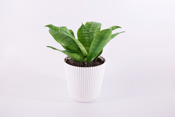 Beautiful sansevieria plant in pot on white background. Home decor