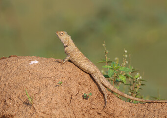Common garden lizard closeup shot