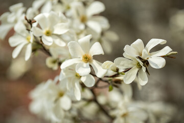 White magnolia flowers. Blooming white flowers in Europa