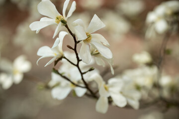 White magnolia flowers. Blooming white flowers in Europa