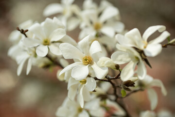 Obraz na płótnie Canvas White magnolia flowers. Blooming white flowers in Europa