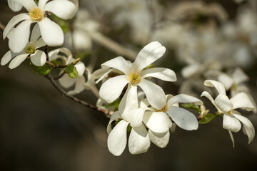 White magnolia flowers. Blooming white flowers in Europa