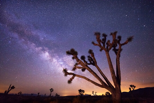 Scenic view of milky way over joshua trees and desert landscape in Death Valley National Park