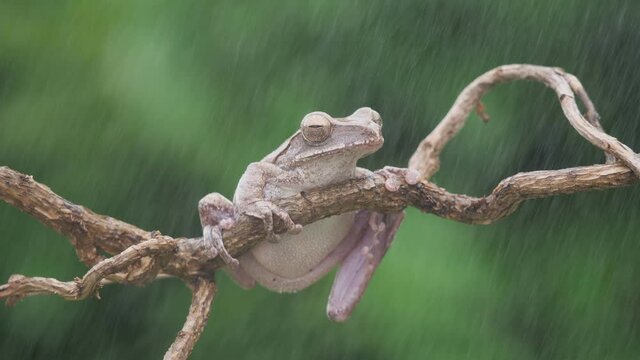 Wei&szlig;bart Ruderfrosch aus Asien (Polypedates leucomystax) sitzt auf einem Zweig im Regen, gr&uuml;ner Hintergrund, 50fps