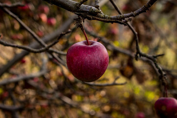 red apples after falling from tree