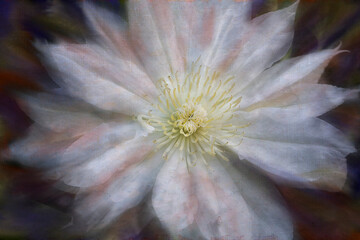 Digital painting of white clematis flower