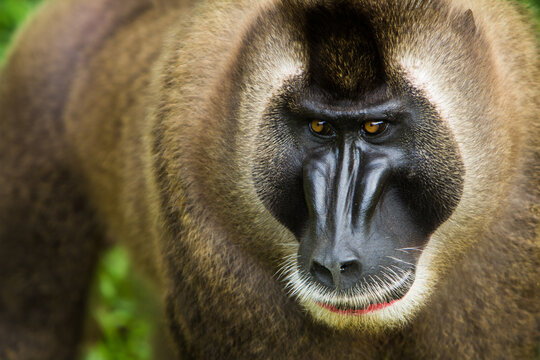 Close up of drill monkey