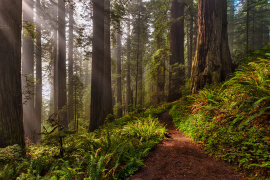 Scenic view of trail passing through Redwood National and State Parks