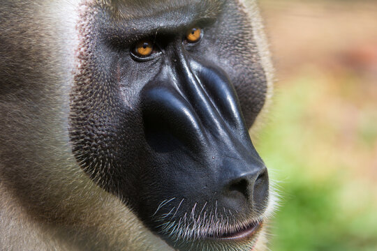 Close up of drill monkey